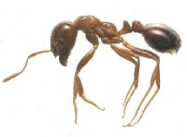 ＷＡＤＡＩ　ヒアリの国内初確認　殺虫剤メーカー3社が生態・対策を発表