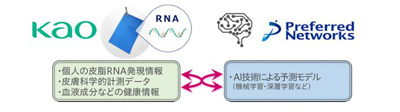 花王とＰＦＮ、皮脂ＲＮＡモニタリング技術の実用化へ　プロジェクト開始