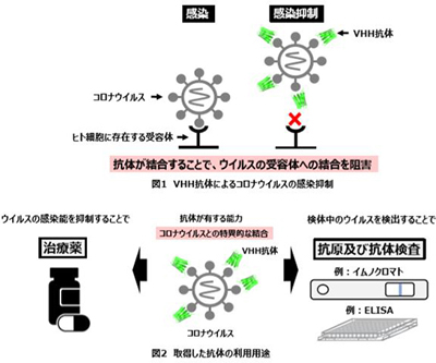 花王、北里大学　感染抑制能（中和能）有するＶＨＨ抗体の取得に成功