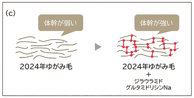 クラシエ、“ゆがみ毛”の原因解明、改善する機能成分も発見